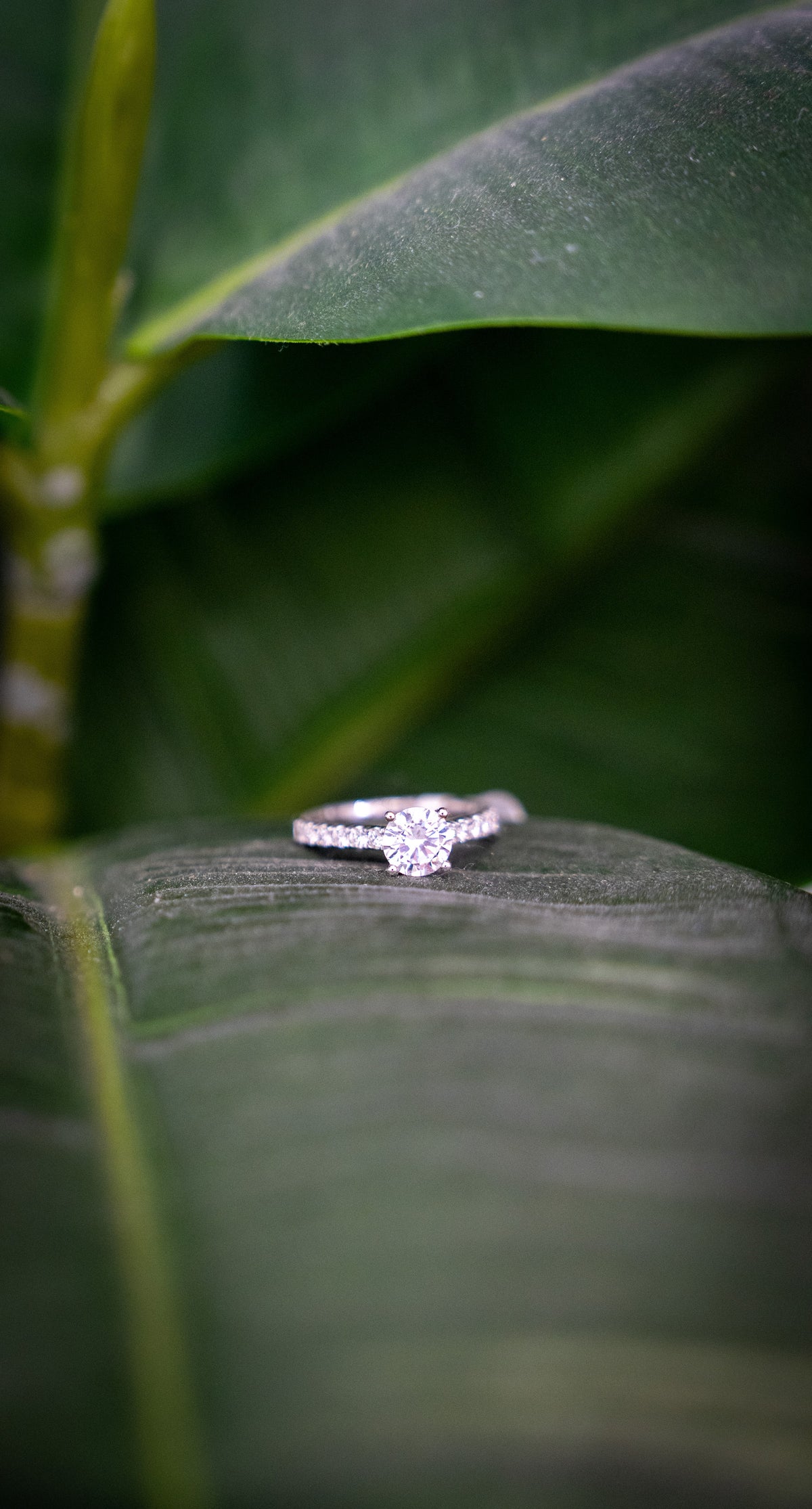 Diamond engagement ring resting on a leaf